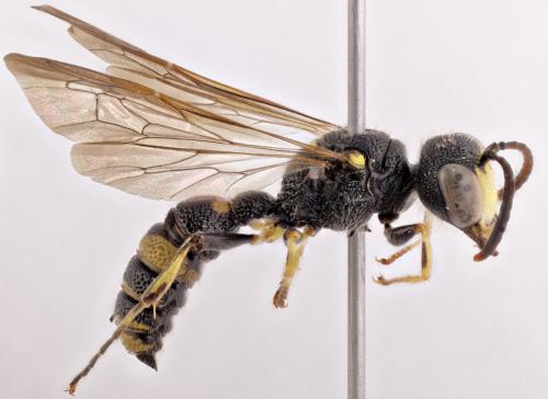 Réf. 316 008 : Cerceris hortivaga